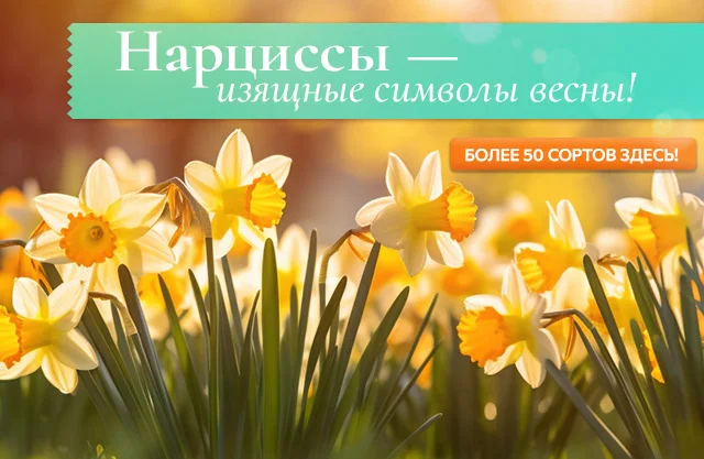 Нарциссы