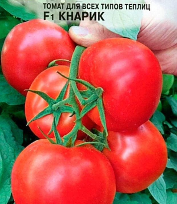 Семена Томат Кнарик: описание сорта, фото - купить с доставкой или почтойРоссии