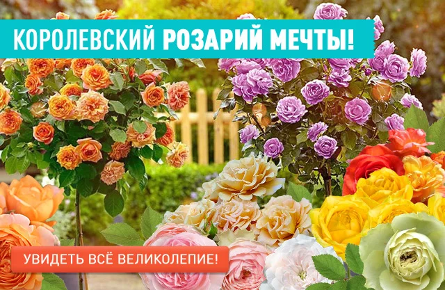 Розы 2025