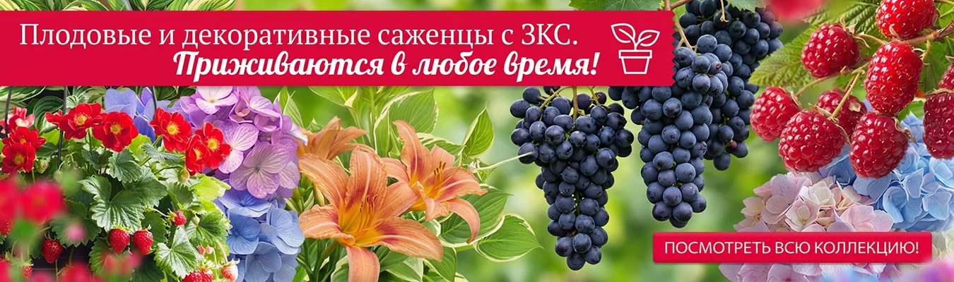 Летняя коллекция 2025