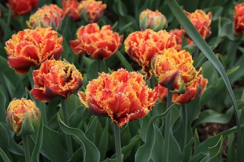 Тюльпан	Бризбейн Тюльпан	Бризбейн