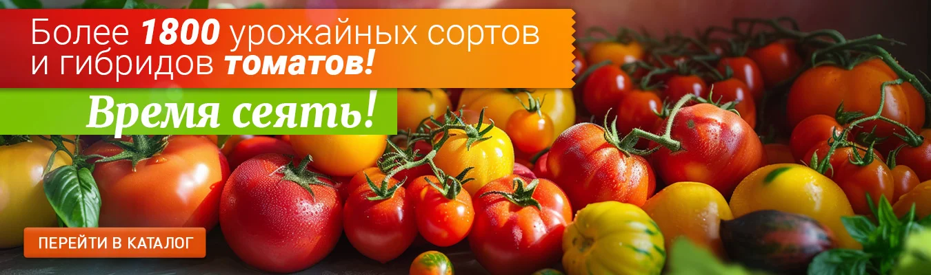 Семена томатов