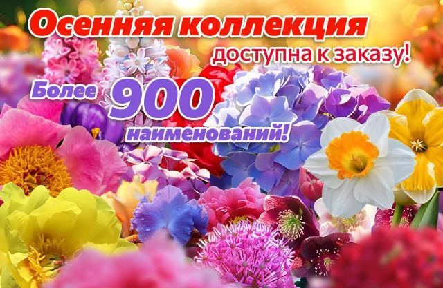 Осенняя коллекция 2026