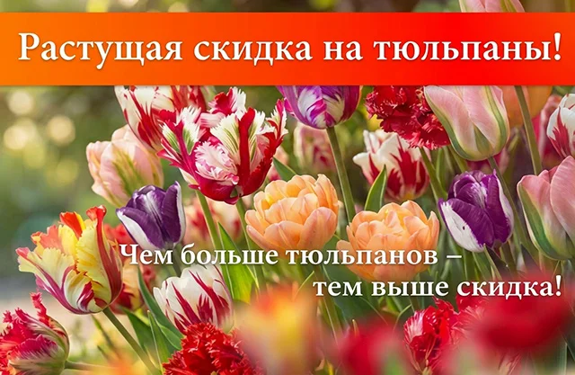 Растущая скидка на луковицы тюльпанов