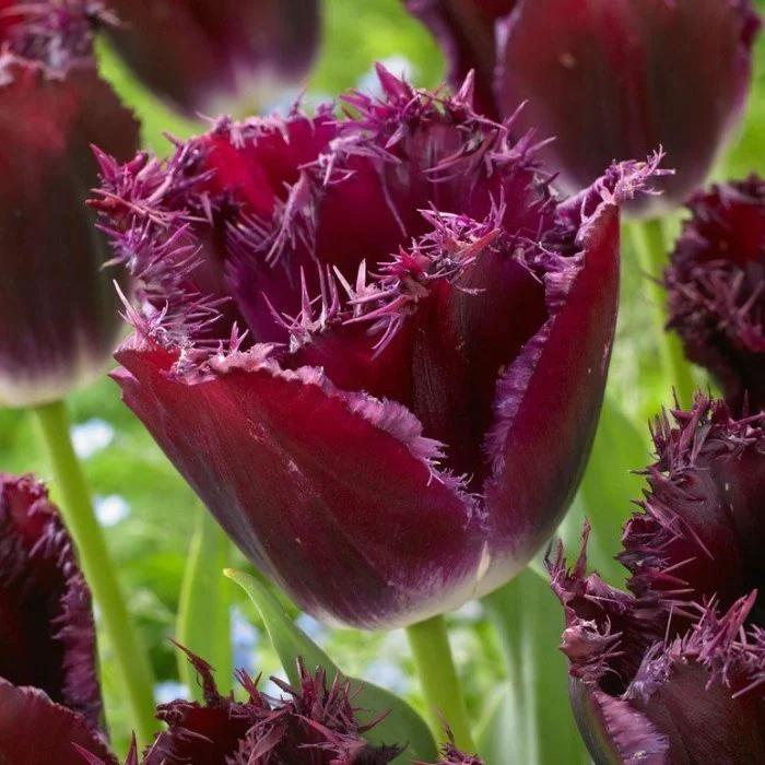 Тюльпан Перпл Кристал Тюльпан Перпл Кристал