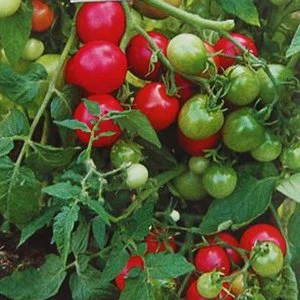 Семена Томат Вишня зимняя: описание сорта, фото - купить с доставкой ...