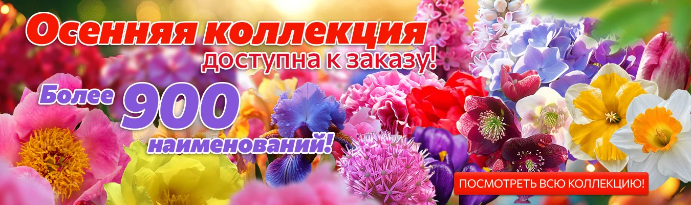 Осенняя коллекция 2026