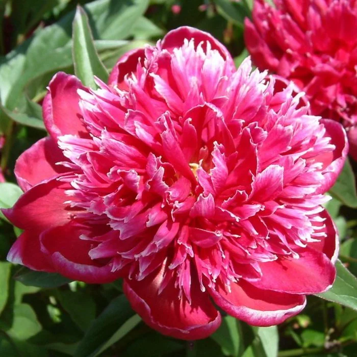 Сад Флоранс - Пионы - (Paeonia)