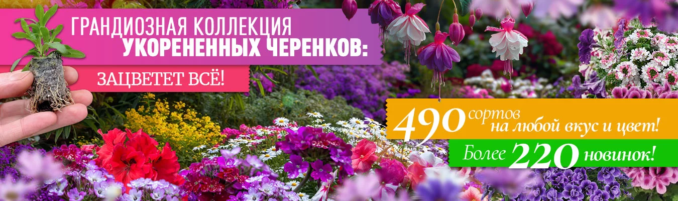 Укорененные черенки 2026 с новинками