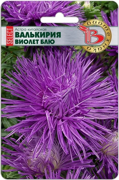 Семена Астра китайская Валькирия SELECT Виолет Блю: описание сорта ...