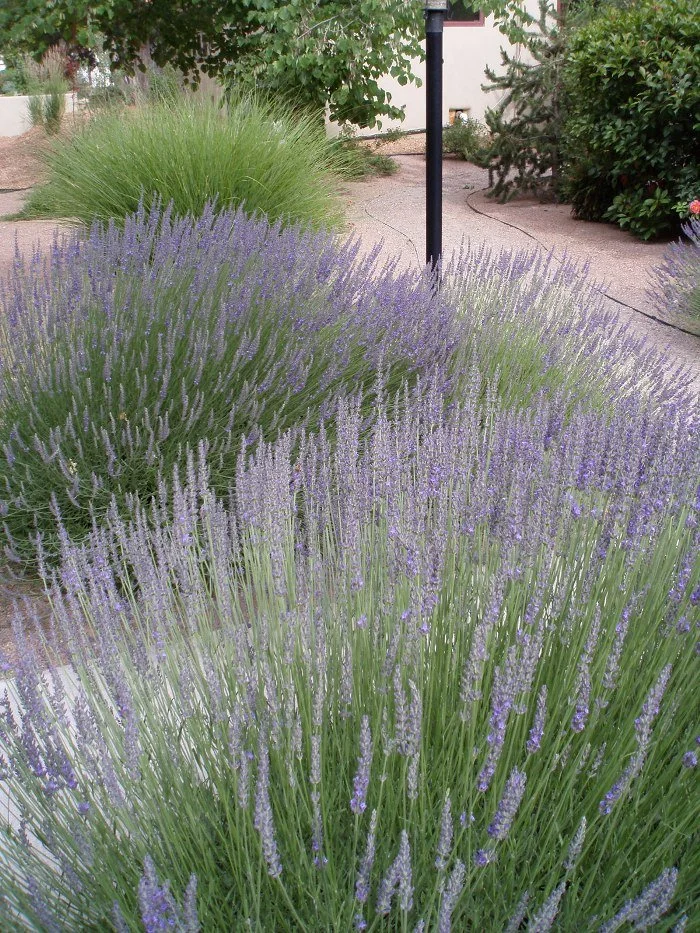 Augenblicke des Lebens Pflanzen, Garten und outdoor und Topfgarten