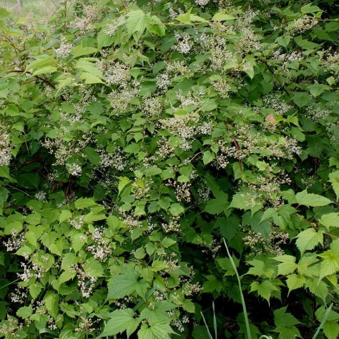 Стефанандра лучший кустарник для занятых и ленивых садоводов Искусство садоводст
