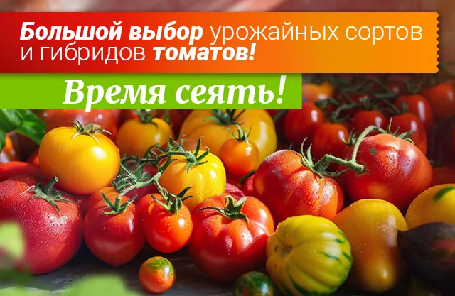 Семена томатов