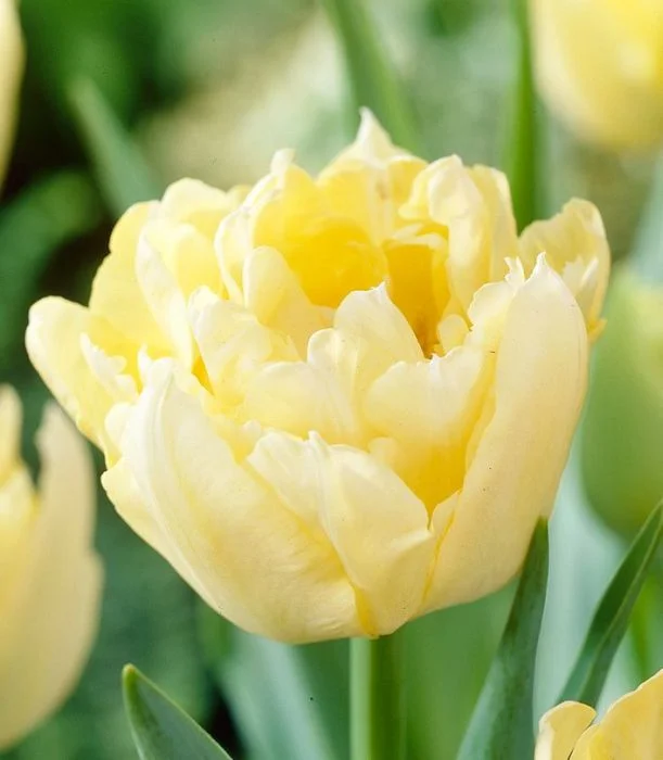 Тюльпан Верона Тюльпан Верона