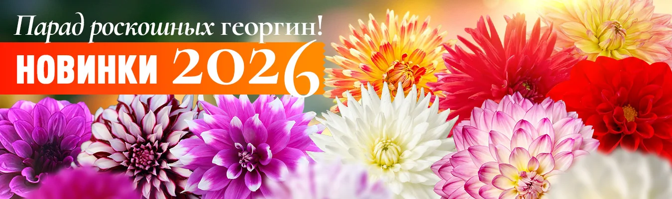 Парад роскошных георгин