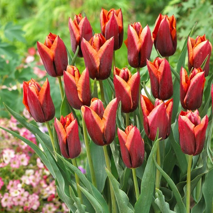 Тюльпан Слава Тюльпан Слава