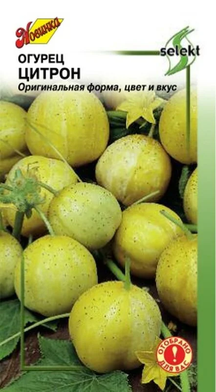 Семена огурец лимон хрустальное. Цитрон семена. Семена огурец лимон хрустальное яблоко. Огурец Цитрон. Огурец лимон семена.