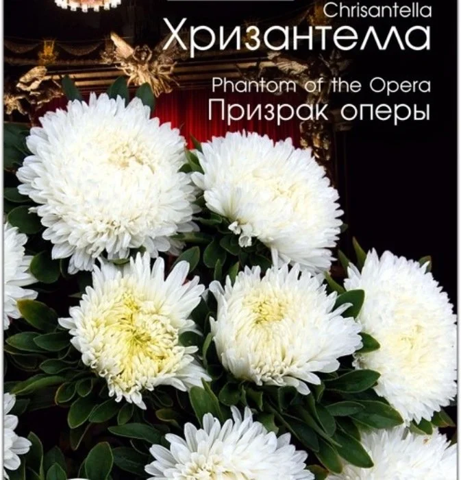 Выращивание астры 