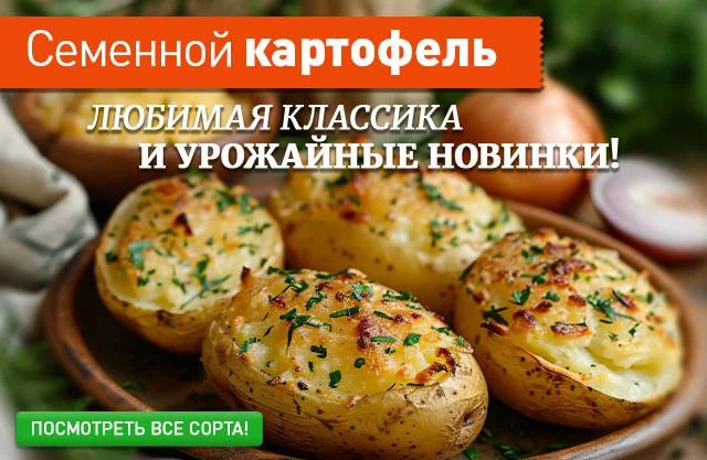 Семенной картофель