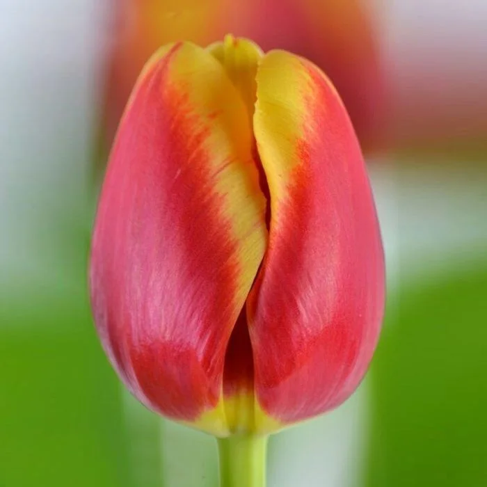 Тюльпан Реплей Тюльпан Реплей