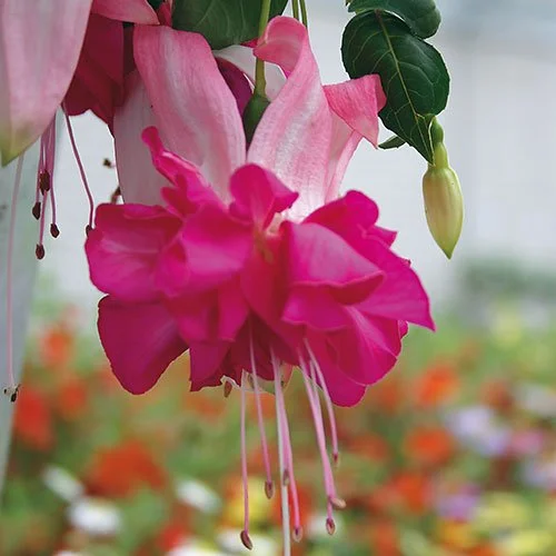 Фуксия Fuchsia Bella Rosella