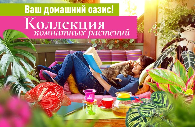 Комнатные 2025 - видео