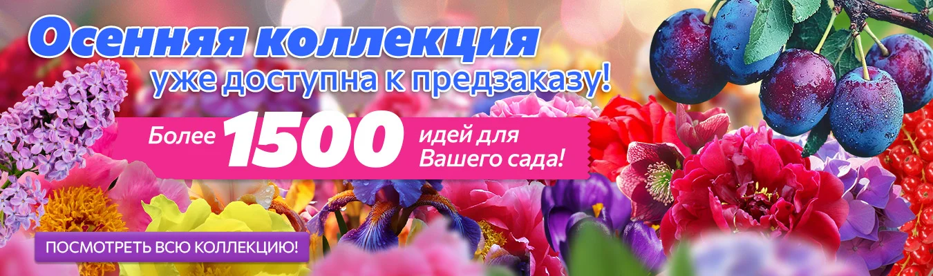 Осенняя коллекция 2025