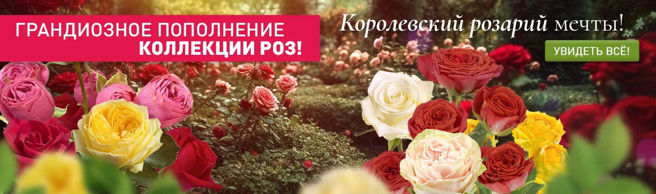 Розы 2025
