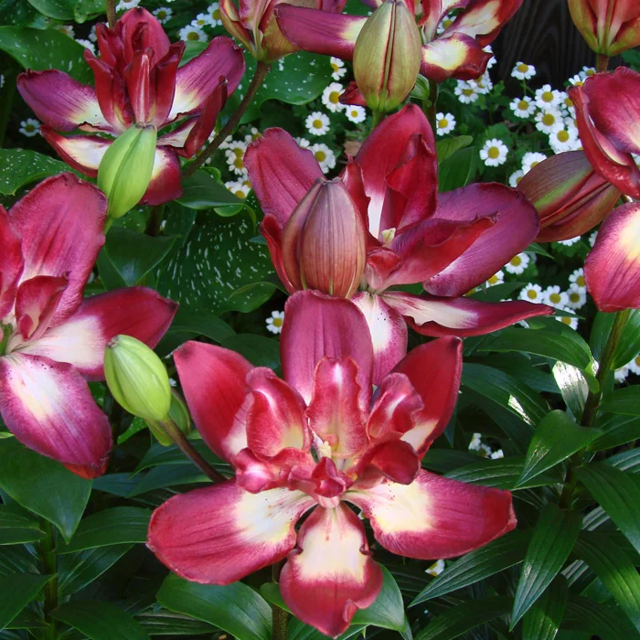 Купить Лилия Дабл Сенсейшн в Москве и РФ. Описание сорта. Пункты ...