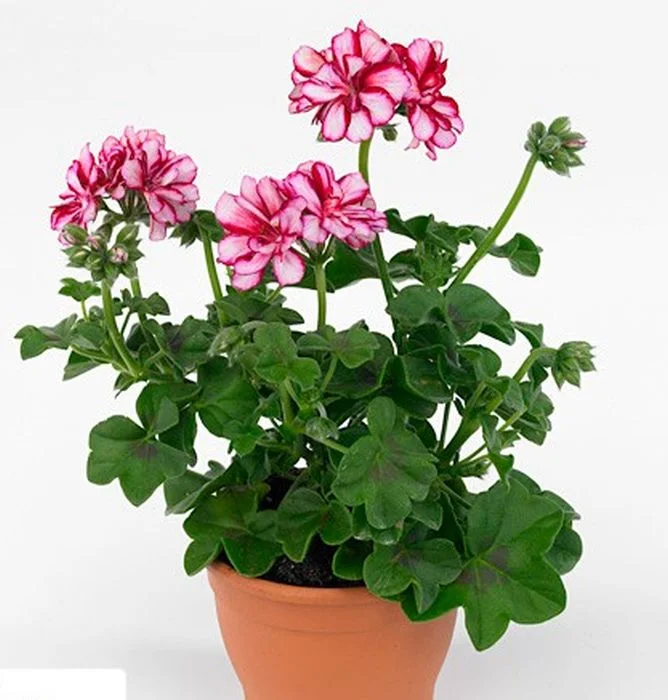 Пеларгония плющелистная Тоскана Никсе купить в Москве и РФ. Описание ...
