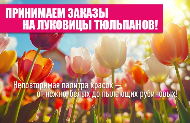 Луковицы тюльпанов 2025