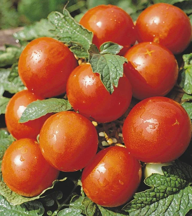 томат персей. томат персей. томаты перси. томат персей желтый. куст помидора.