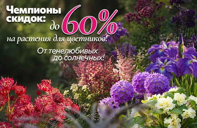 Чемпионы скидок