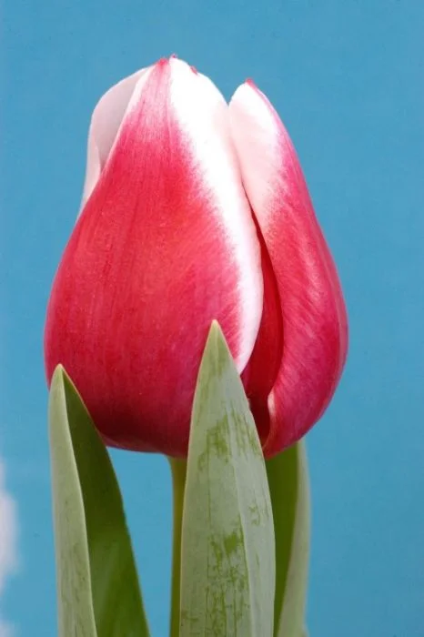 Тюльпан Датч Дизайн Тюльпан Датч Дизайн