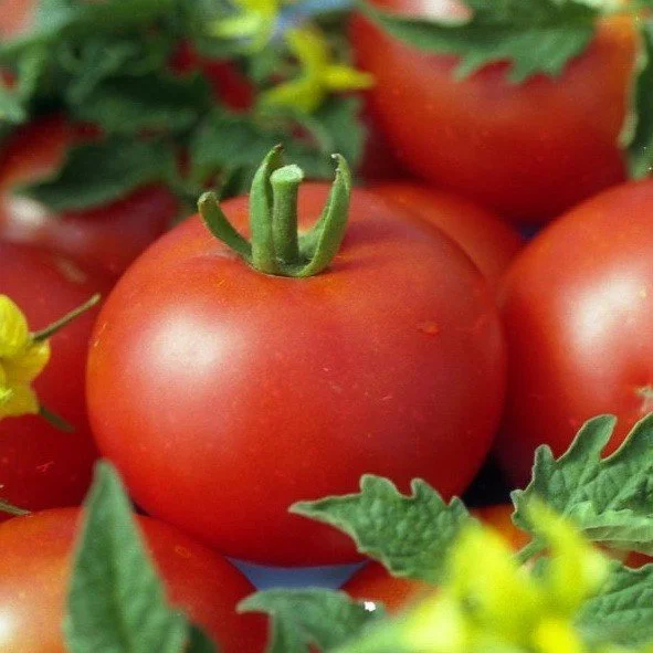 Томат Филиппок - характеристика и описание сорта, отзывы, фото, урожайность, достоинства и недостатки Томат Филиппок: характеристика и описание сорта, отзывы, фото, урожайность, достоинства и недостатки