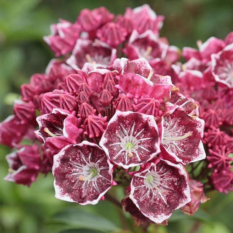 Кальмия широколистная Kalmia latifolia