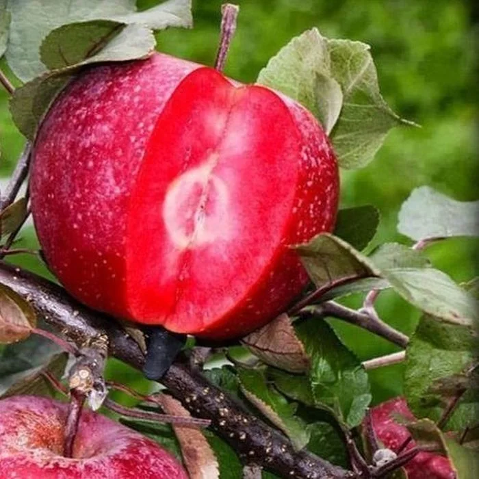 Яблоня с красной мякотью Эра