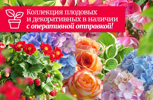 Саженцы в наличии - видео