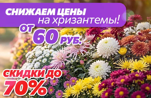 Суперцены на хризантемы