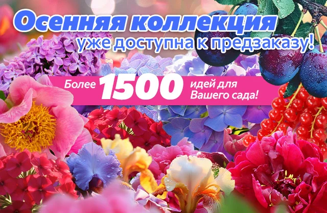 Осенняя коллекция 2025