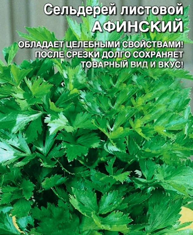 Как использовать сельдерей листовой. Сельдерей листовой бодрость. Сельдерей листовой. Сельдерей листовой нежный описание. Сельдерей черешковый корень.