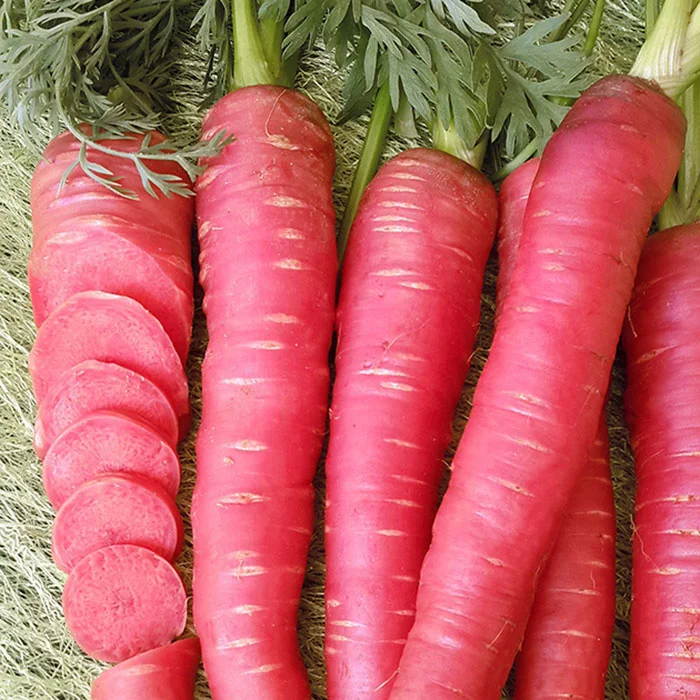 Характеристики моркови Рубиновой