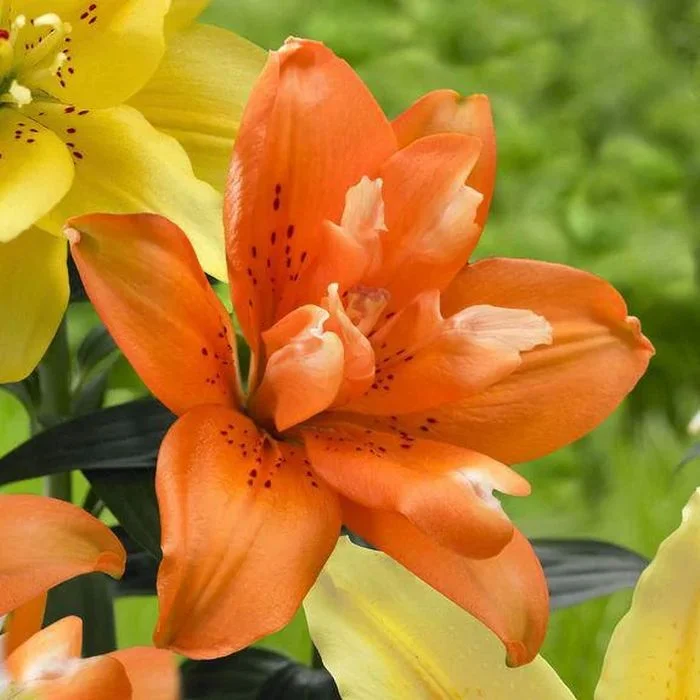 Купить Лилия Дабл Ориндж в Москве и РФ. Описание сорта. Пункты ...