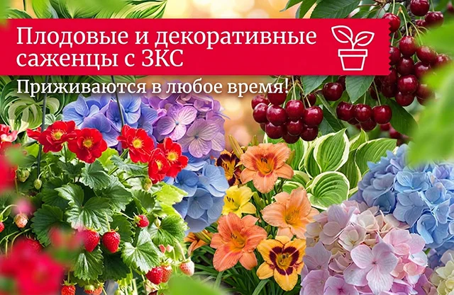 Летняя коллекция 2025