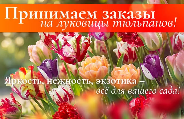Луковицы тюльпанов 2026