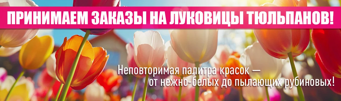 Луковицы тюльпанов 2025
