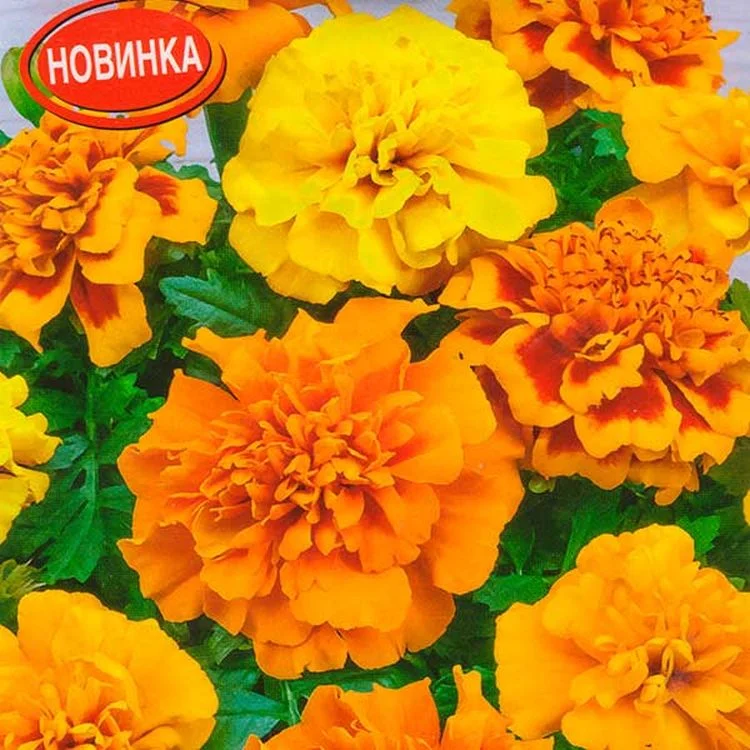 Семена Бархатцы Чика отклоненные, смесь окрасок: описание сорта, фото ...
