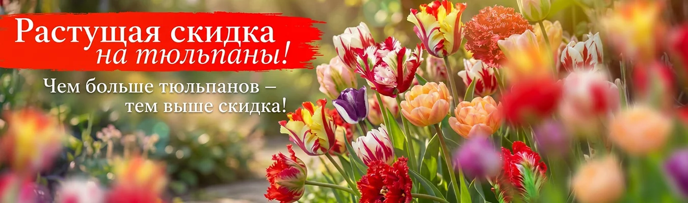 Растущая скидка на луковицы тюльпанов