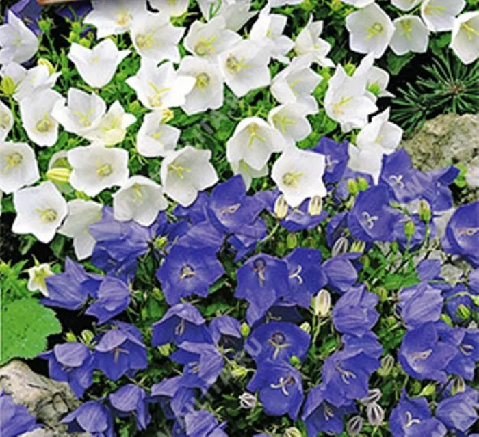 Цветы граммофоны садовые (60 фото)