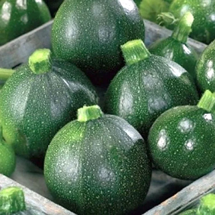 Ornamental Gourd Pear Bicolour Kings Seeds